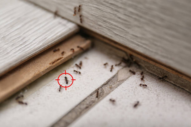 Best Spider Control Near Me  in Fletcher, OK