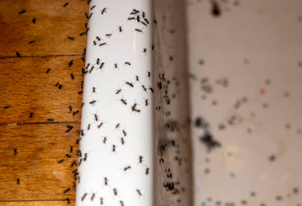 Best Pest Control for Homes  in Fletcher, OK