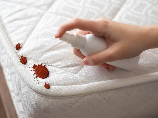 Best Termite Control Services  in Fletcher, OK