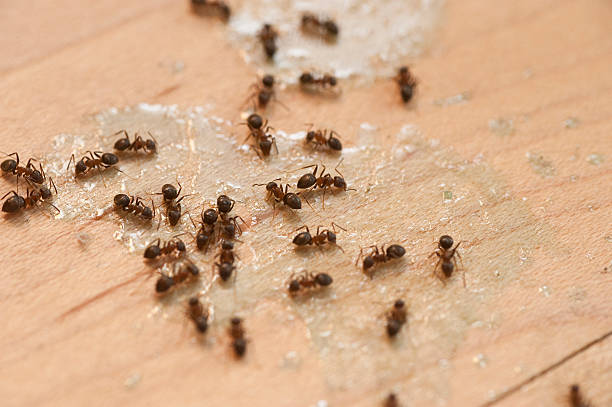 Best Pest Control Near Me  in Fletcher, OK