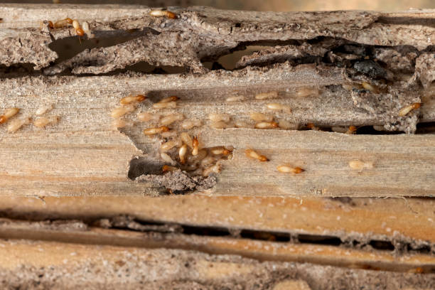 Best Local Pest Control Services  in Fletcher, OK